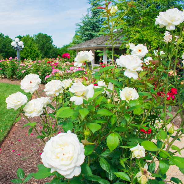 Image_of_Gardens_at_Antrim_1844_1844_Member_of_Historic_Hotels_of_America_in_Taneytown_Maryland.png